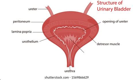 Muscle Anatomy Images, Stock Photos & Vectors | Shutterstock