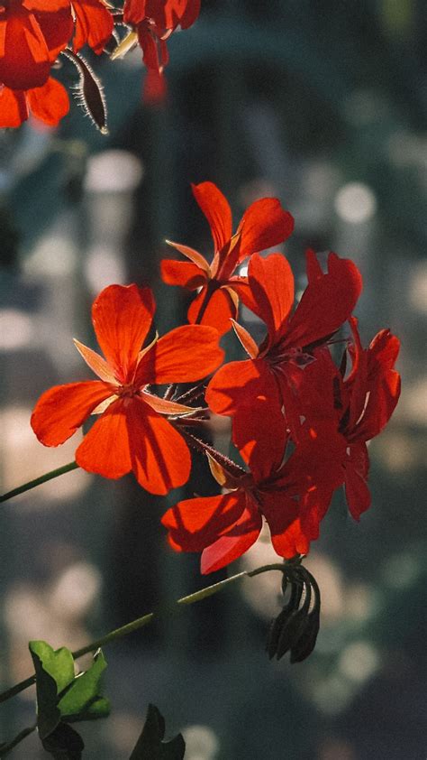 Download Wallpaper 938x1668 Plant Flowers Petals Red Macro Iphone 8