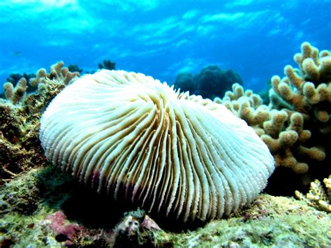 Thomas Marine Biology Blog Mushroom Coral