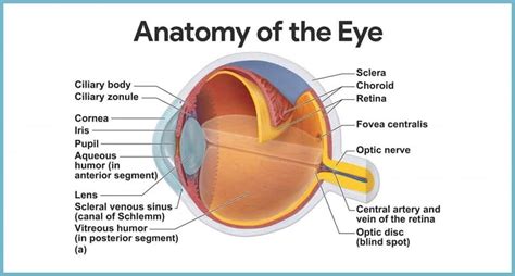 Eyes Structure Histological Organization Of The Fibrous And Vascular