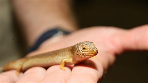 Flinders University Scientists Relocate Pygmy Blue Tongue Lizards To