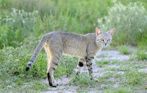 Wild Cat Facts Types Classification Lifespan Habitat Diet