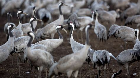 Israel Restores Wetlands Birds Make It Their Winter Home