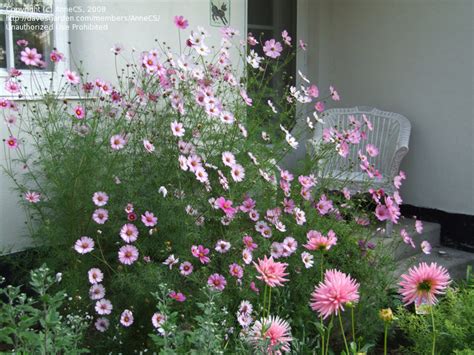 Plantfiles Pictures Common Cosmos Mexican Aster Candy Stripe