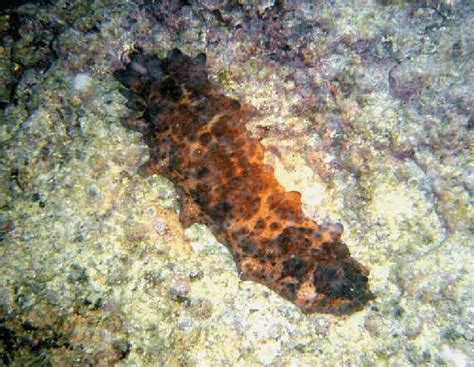 The Warty Sea Cucumber Stichopus Horrens Photo Alex Hearn Download