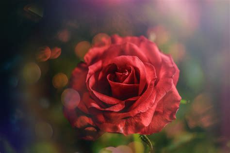 Download transparent rose flower png for free on pngkey.com. Rose, Red, Flower, Petal, Love, Free Stock Photo - Public ...