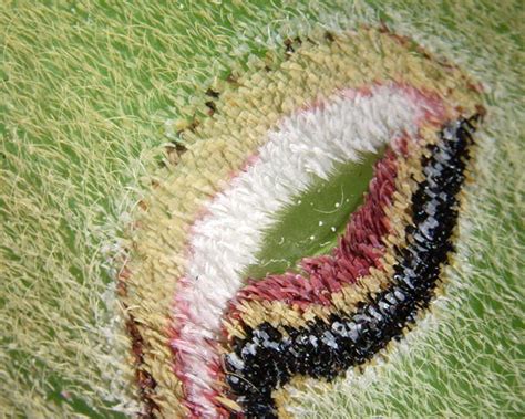 Five Facts About The Luna Moth The Infinite Spider