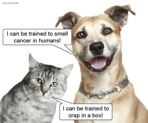 Why Dogs Are Better Than Cats Statistics Cat Meme Stock Pictures And