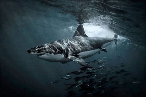 Great White Shark Great White Shark Shark Sea Creatures