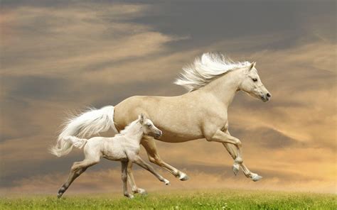 Baby Horses Wallpapers Wallpaper Cave