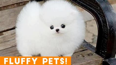 Cutest Fluffy Pets Ever 2018 Funny Pet Videos Youtube