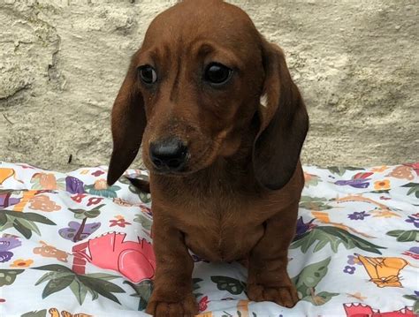 Dachshund Miniature Smooth Haired In Moffat Dumfries And Galloway