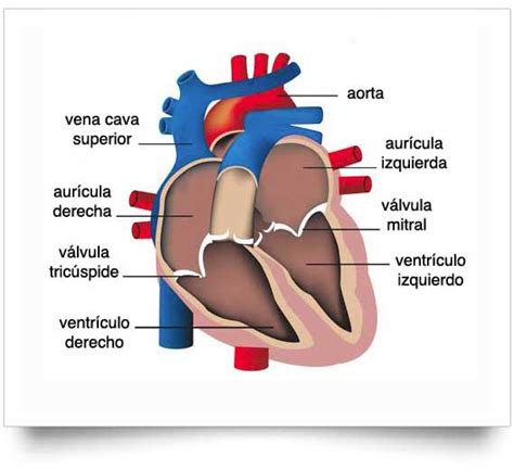 Corazón Humano Escuelapedia Recursos Educativosescuelapedia