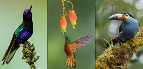 Glenn Bartley Nature Photography Bird Photos And Workshops