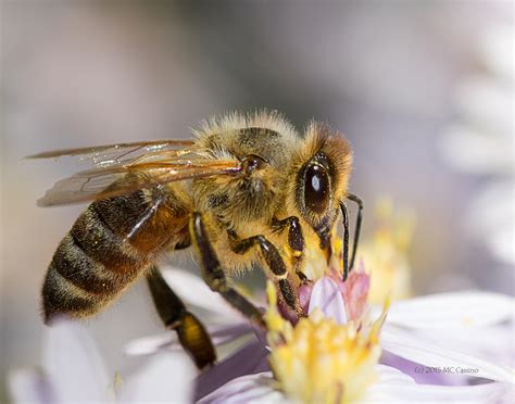 Honey Bees Apis Mellifera On Atumn Aster