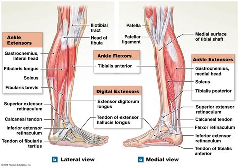 The Extrinsic Muscles That Move The Foot Human Muscle Anatomy Human