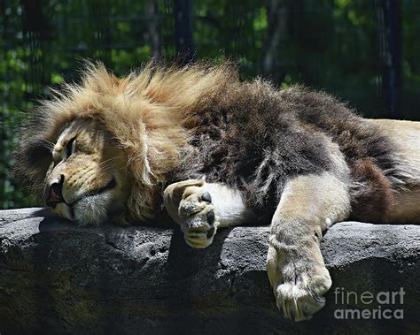 African Lion Photograph By Linda Brittain Fine Art America