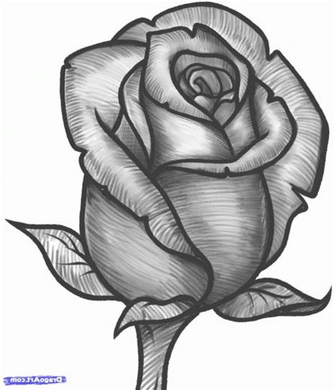 Drawings Of Rose And Rose Drawing Beautiful Pencil Drawings Of Roses