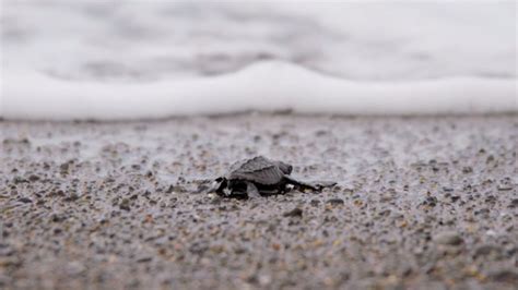 bbc four nature s turtle nursery secrets from the nest life begins