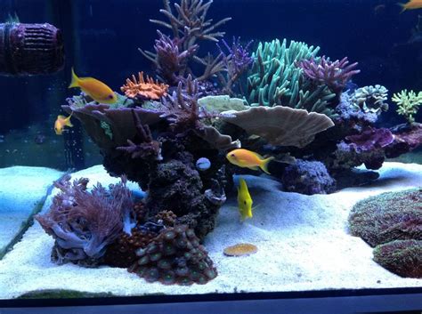 Aquascaping Show Your Skills Page 30 Reef Central Online