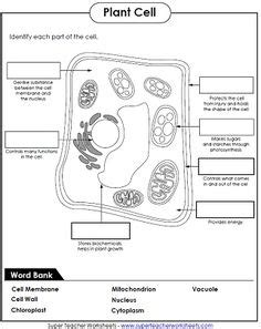 Maybe you would like to learn more about one of these? Plant Animal Cell Venn Diagram | science ideas | 4th grade ...