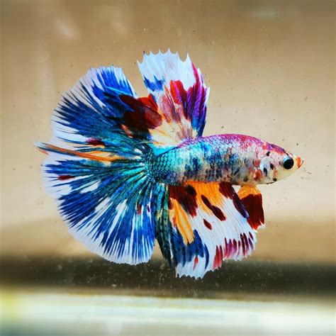 It's no wonder we want to give them a meaningful name the moment we get them home. Beautiful Betta - Fancy HalfMoon Male | Betta fish, Betta ...