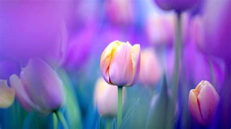 10 Tulips Flower Wallpaper For Your Desktop Background