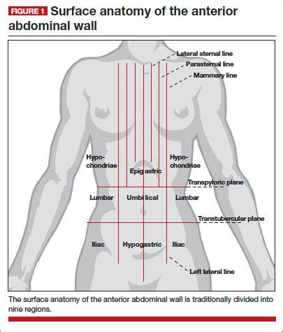 Characteristic of the vertebrate form, the human body has an internal skeleton with a backbone, and, as with the mammalian form. Anatomy Quadrants - Quadrants And Regions Of Abdomen Wikipedia - The sagittal, median and ...