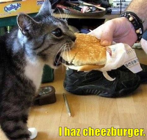 I Haz Cheezburger Lolcats Lol Cat Memes Funny Cats Funny Cat