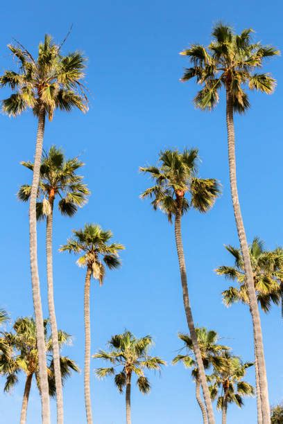 1600 Washingtonia Palm Tree Stock Photos Pictures And Royalty Free