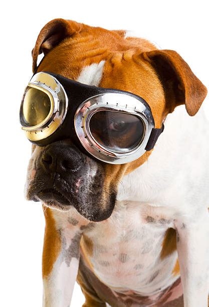 Dog Aviator Goggles Stock Photos Pictures And Royalty Free Images Istock