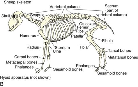 Sheep Skeletal Anatomy Explained