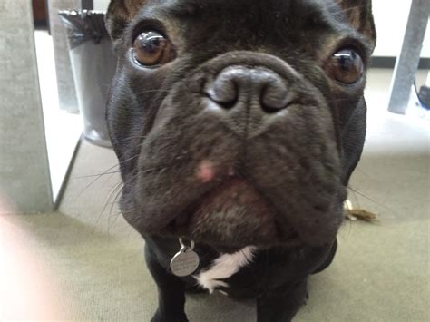 Deb My French Bulldog Has What Looks Like A Pimple Just Below Is Nose