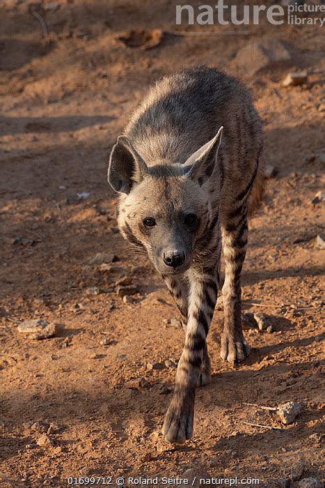 Stock Photo Of Striped Hyena Hyaena Hyaena Walking In Desert Sharjah