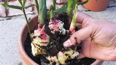 How To Grow Ginger In Pots Plant Instructions