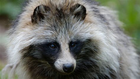 Rspca Warning Over Keeping Raccoon Dogs As Pets Bbc News