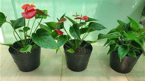 How To Propagate Anthuriums Youtube