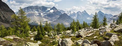 Panorama Of A Rocky Mountains Meadow With Larch Trees And Mountain