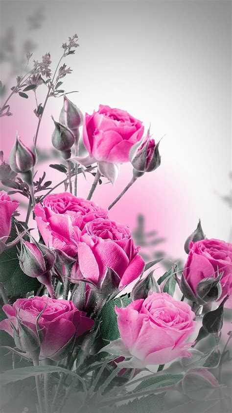 Roses Bonito Floral Flowers Nature Pink Romance Romantic Hd