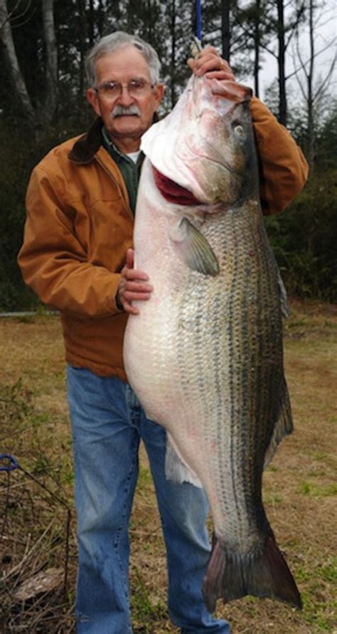 Giant Alabama Striped Bass Is A World Record Mens Journal