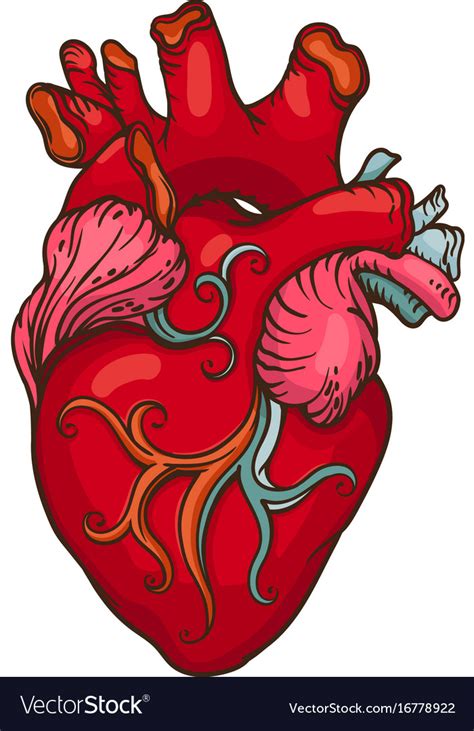 Drawing Of Stylized Human Heart Royalty Free Vector Image