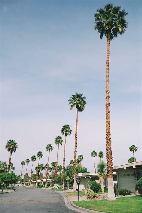 Palm Tree Lined Street In Palm Spring California By Stocksy