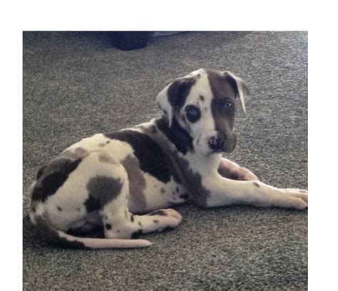 A gentle giant, the great dane is nothing short of majestic. Catahoula | Dane puppies, Harlequin great dane puppy, Cute ...