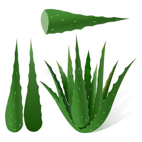 Aloe Vera Vector Illustration Realistic Illustration Of Aloe Vera Plant Stock Vector