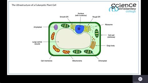 Animal Cell Diagram Labeled Gcse Biology B2 Biology Science