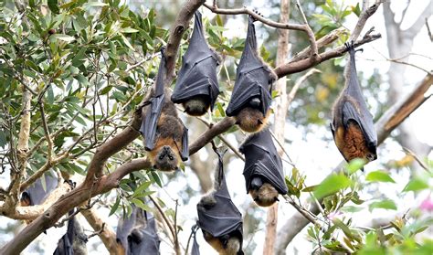 30 Fruit Bat Facts About The Majestic Megabat