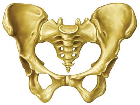 Why Pelvis In Men And Women Different Size And Shape Nanda Books