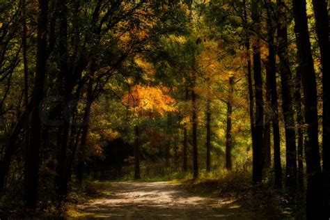 Enchanted Autumn Forest Stock Image Colourbox