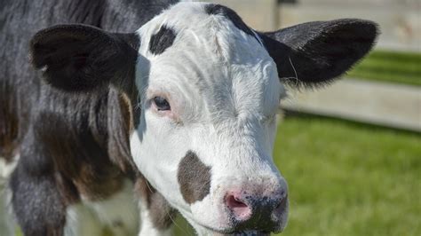 Novinka pro farmáře Geneticky vylepšené krávy nemají rohy 100 1