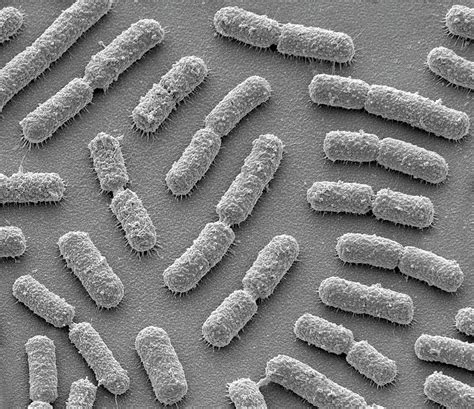 Bacillus Megaterium Bacteria 2 Photograph By Steve Gschmeissner